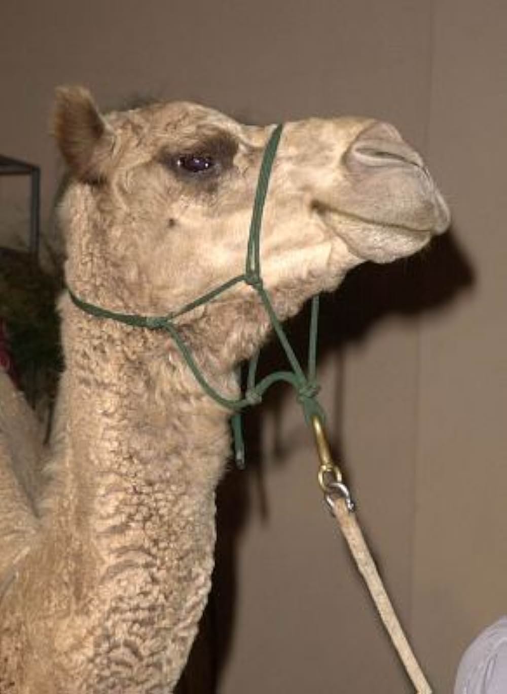 ヨセフ物語－夢の力－の画像