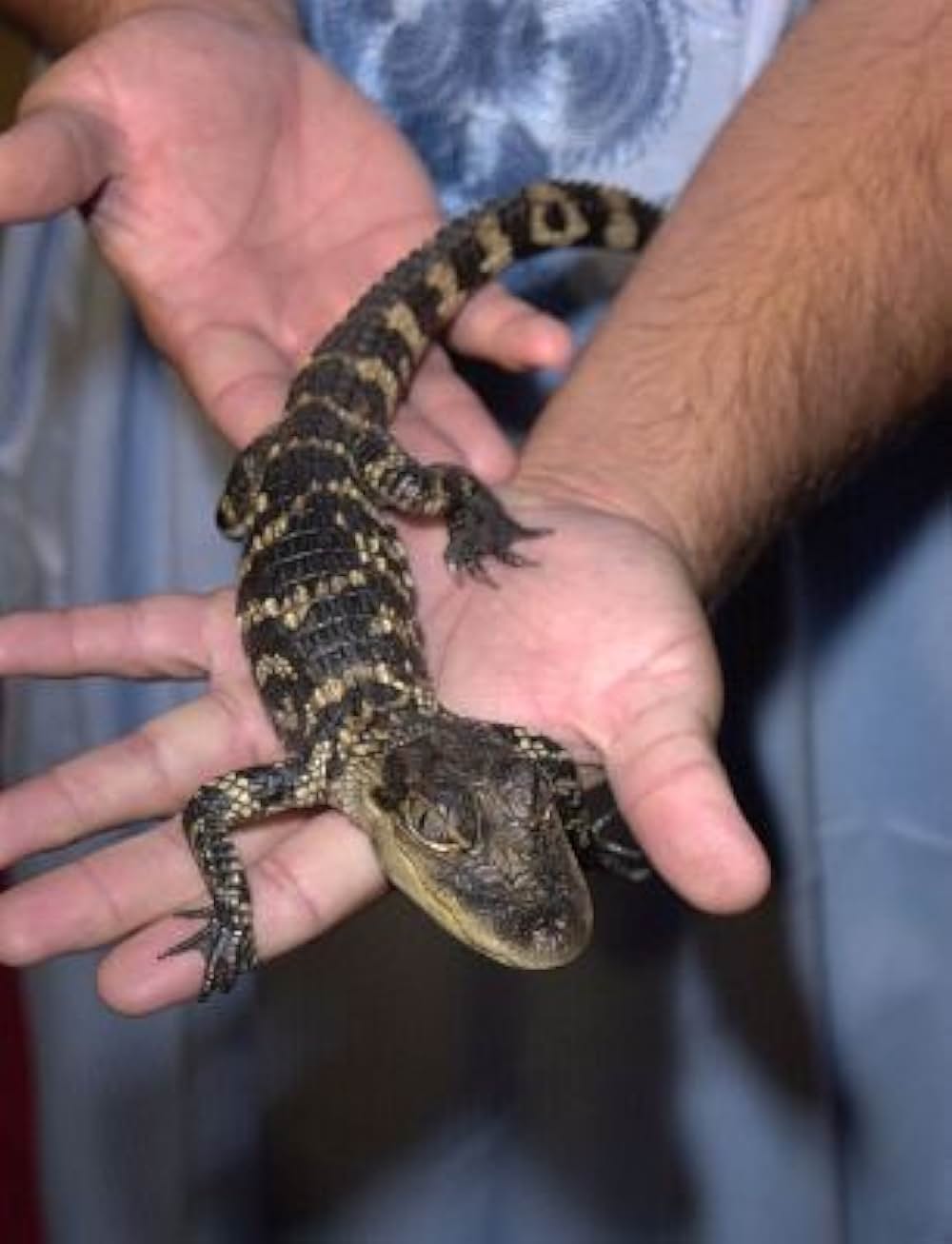 ヨセフ物語－夢の力－の画像