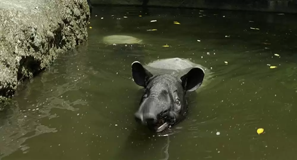 ライフ・オブ・パイ トラと漂流した227日の画像