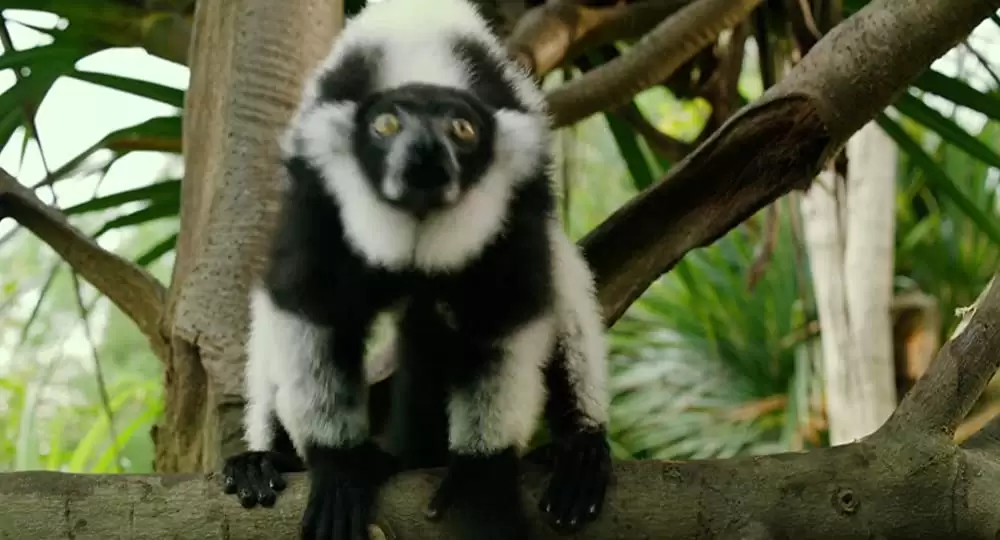 ライフ・オブ・パイ トラと漂流した227日の画像