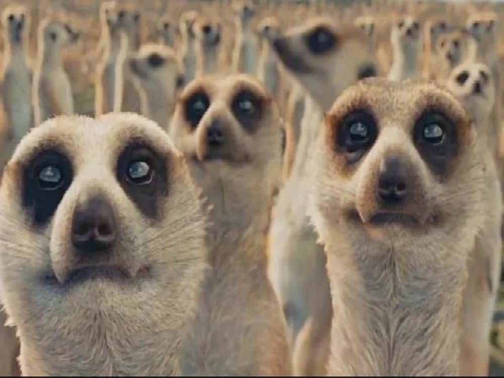 ライフ・オブ・パイ トラと漂流した227日の画像