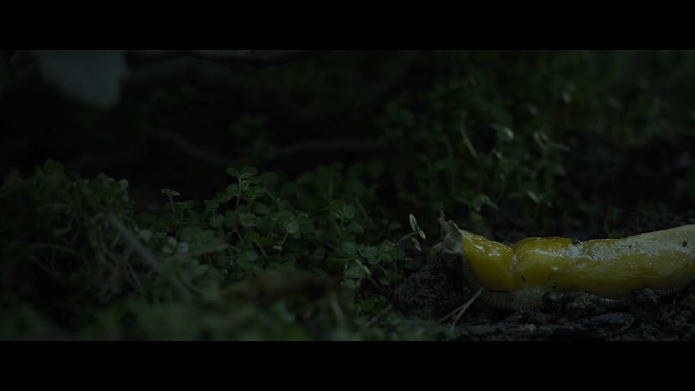 Sator（原題）の画像