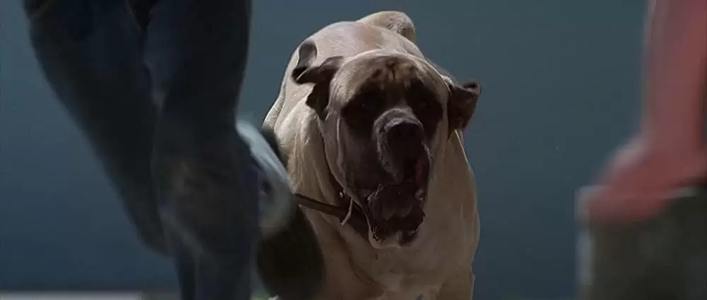 サンドロット／僕らがいた夏の画像