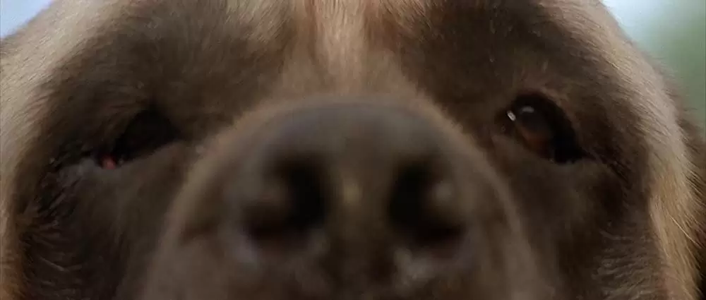 サンドロット／僕らがいた夏の画像