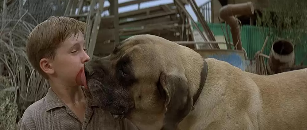 サンドロット／僕らがいた夏の画像