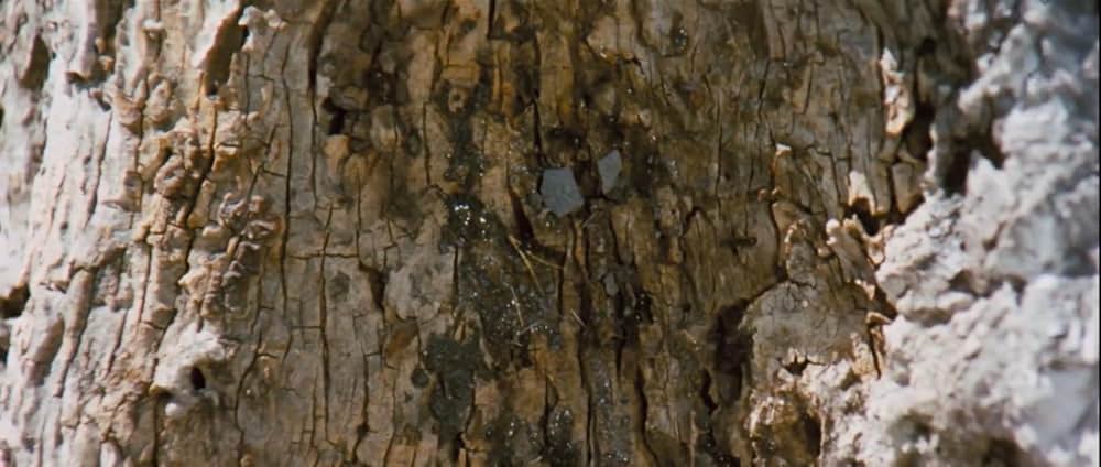 夕陽のギャングたちの画像