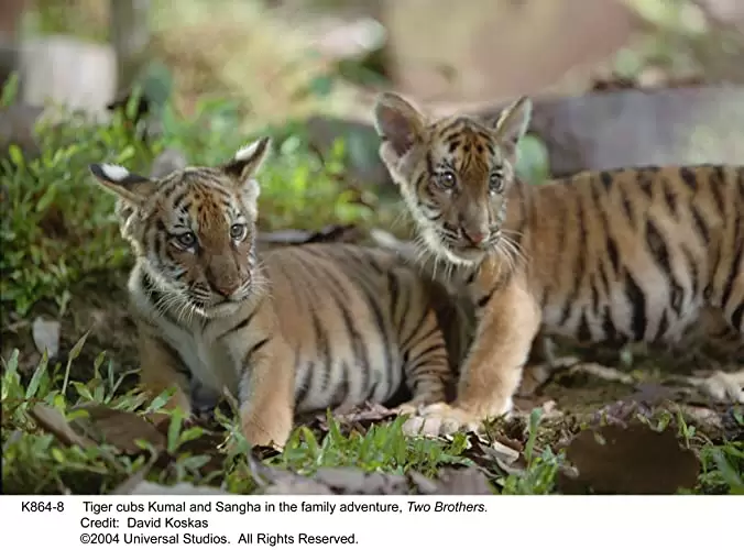 トゥー・ブラザーズの画像