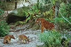 トゥー・ブラザーズの画像