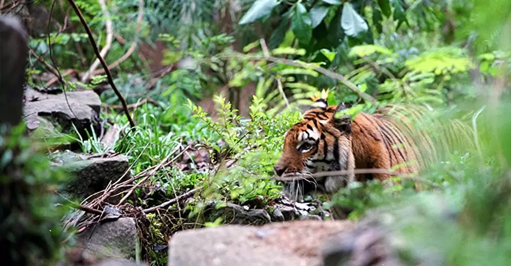 トゥー・ブラザーズの画像