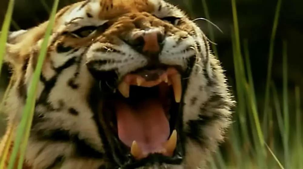 トゥー・ブラザーズの画像