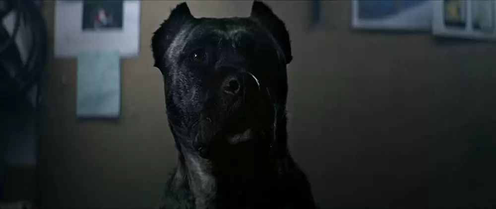 バレット・ヘッド／キラー・ドッグの画像