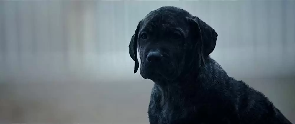 バレット・ヘッド／キラー・ドッグの画像