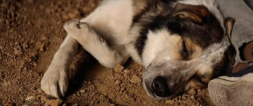 バレット・ヘッド／キラー・ドッグの画像