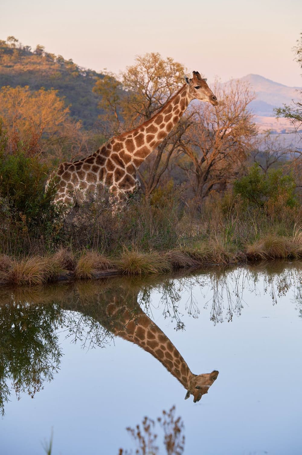 サファリ・ロマンスの画像