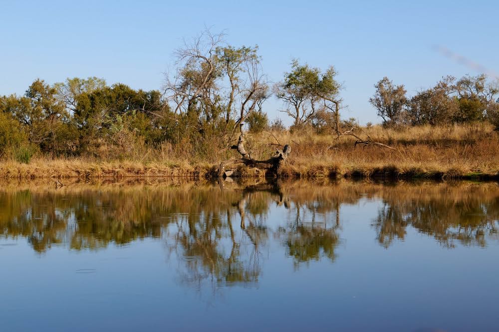 サファリ・ロマンスの画像