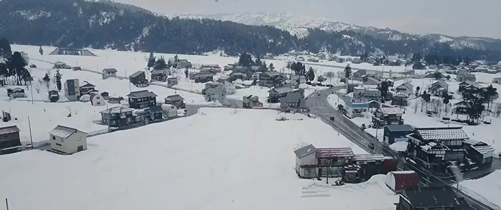 ミスミソウの画像