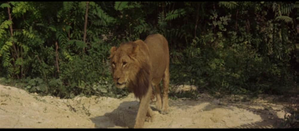 マチステの画像