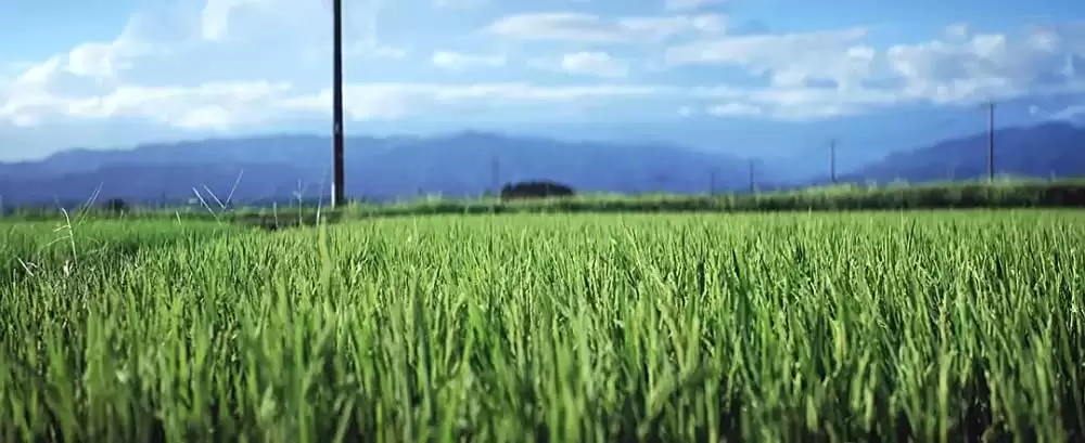 「おじいちゃん、死んじゃったって。」の画像