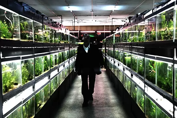 冷たい熱帯魚の画像