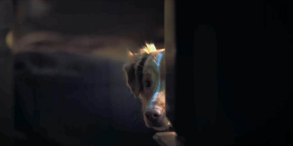 Good Boy（原題）の画像