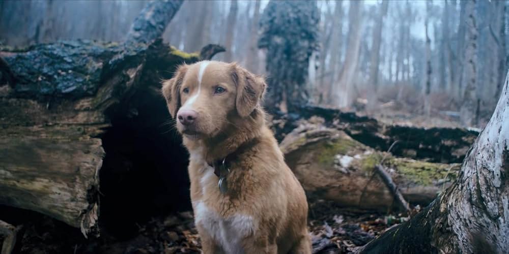 Good Boy（原題）の画像