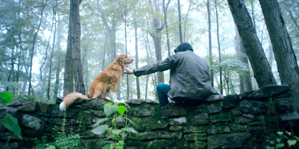 Good Boy（原題）の画像