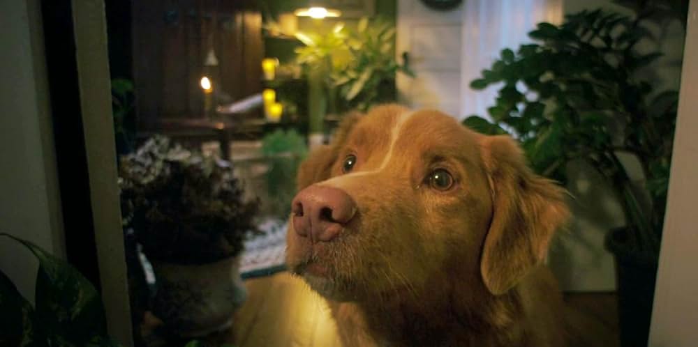 Good Boy（原題）の画像