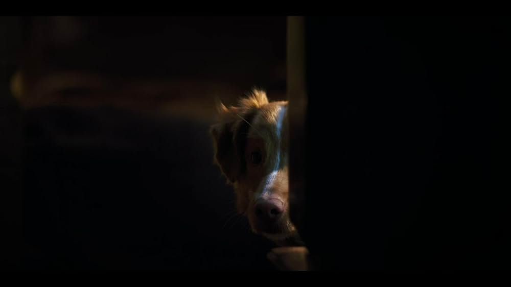 Good Boy（原題）の画像