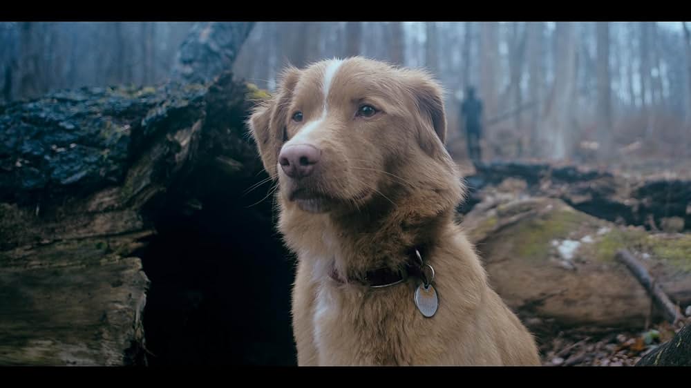 Good Boy（原題）の画像