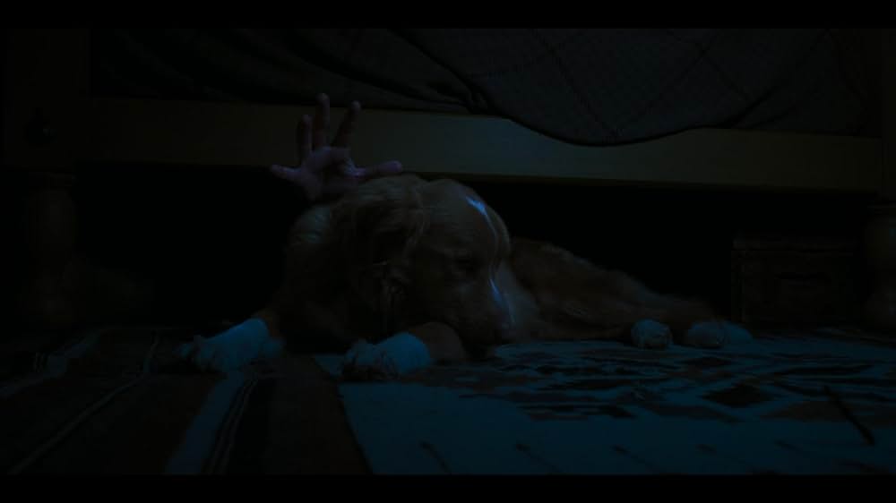 Good Boy（原題）の画像