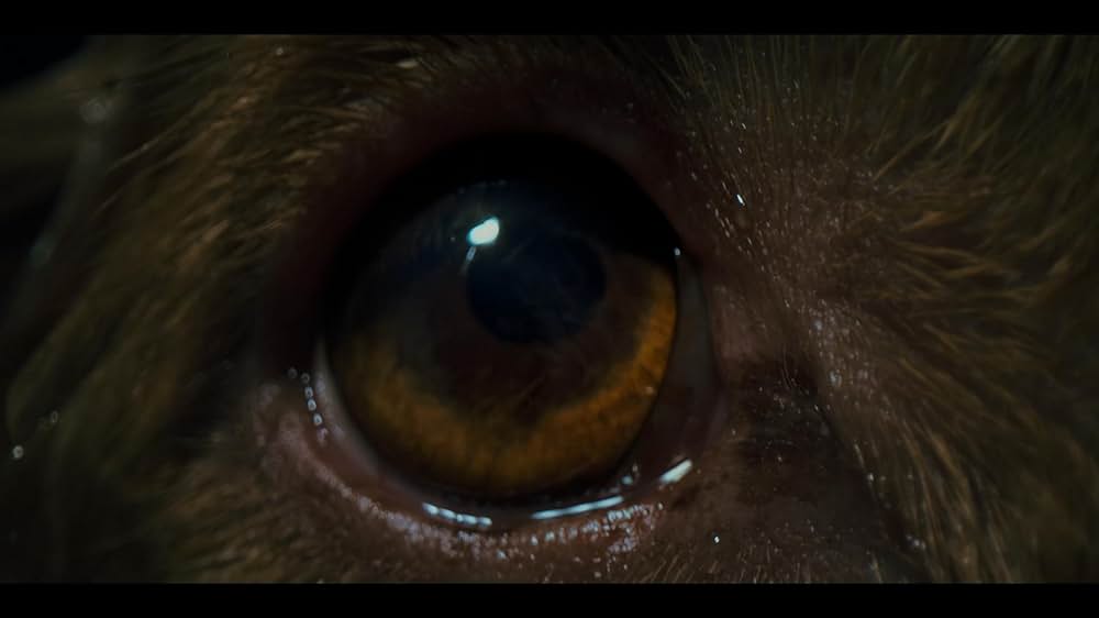 Good Boy（原題）の画像