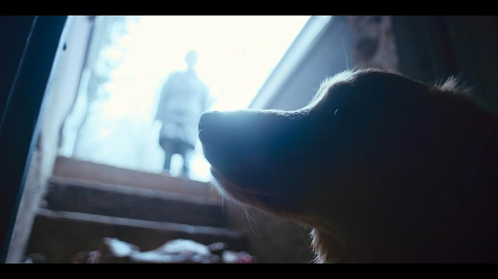 Good Boy（原題）の画像