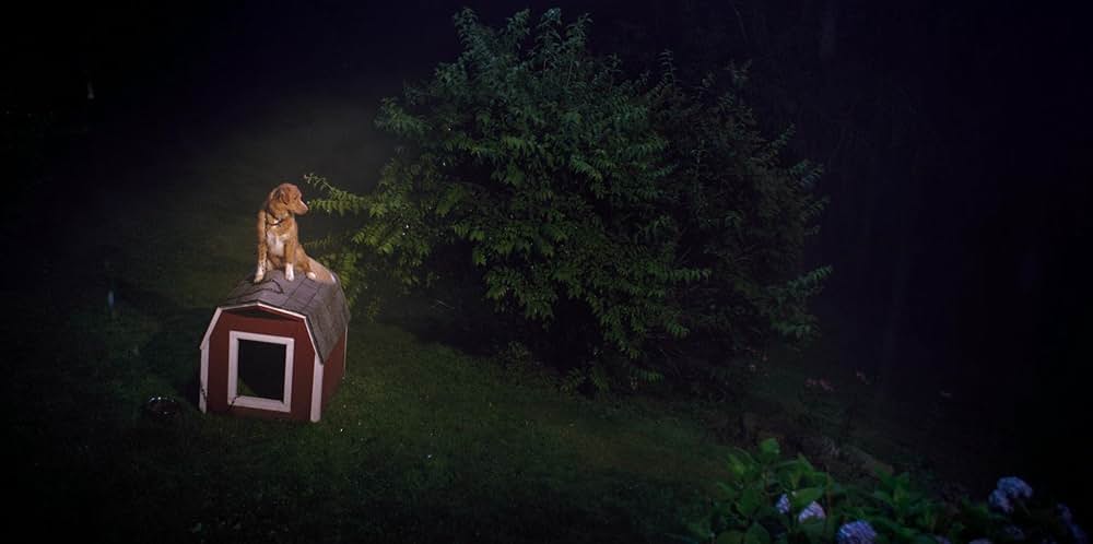 Good Boy（原題）の画像