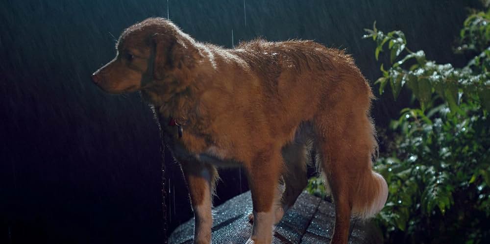 Good Boy（原題）の画像