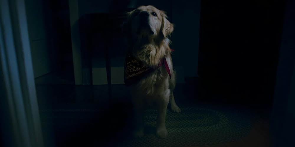 Good Boy（原題）の画像