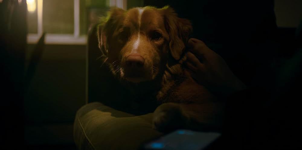 Good Boy（原題）の画像