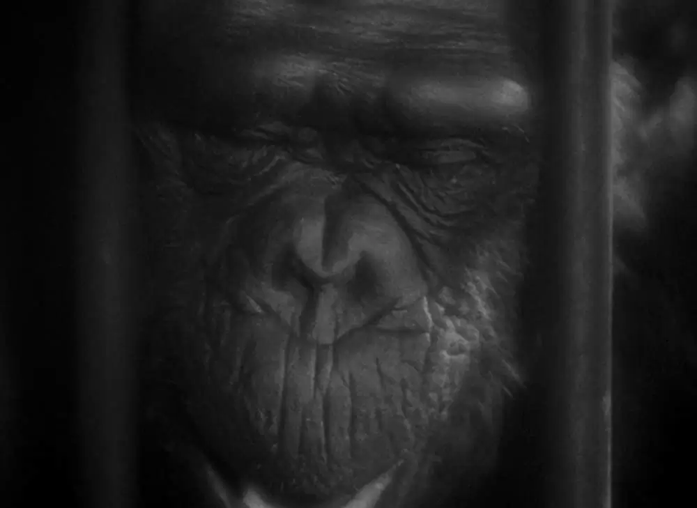 「モルグ街の殺人」の画像