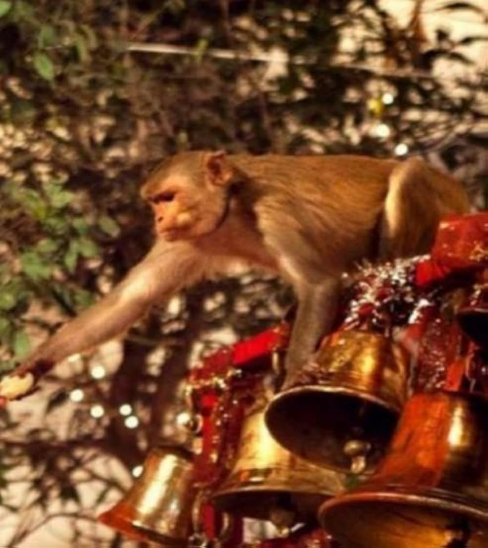 バジュランギおじさんと、小さな迷子の画像