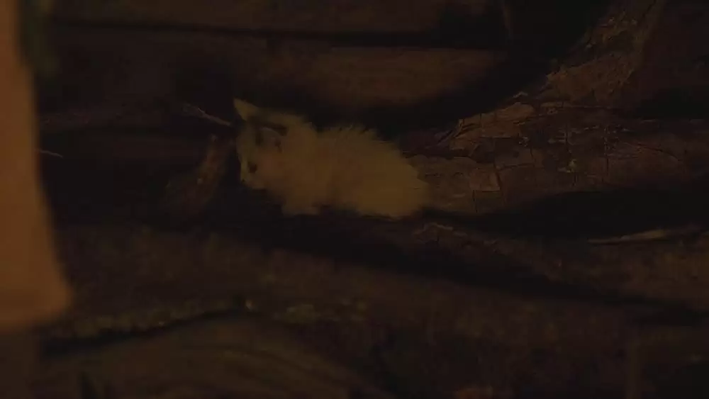 ハニーランド 永遠の谷の画像