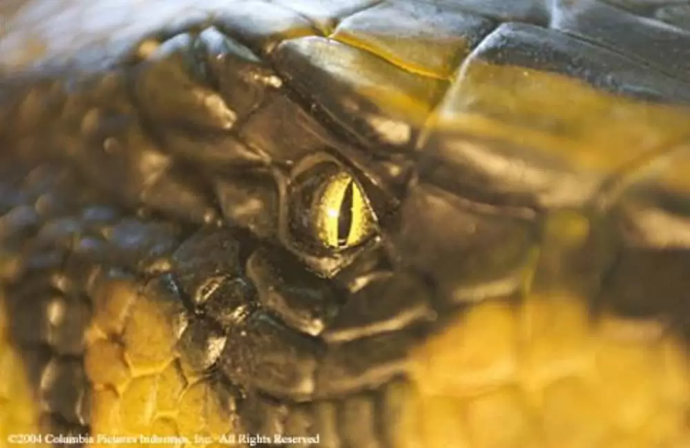 アナコンダ2の画像