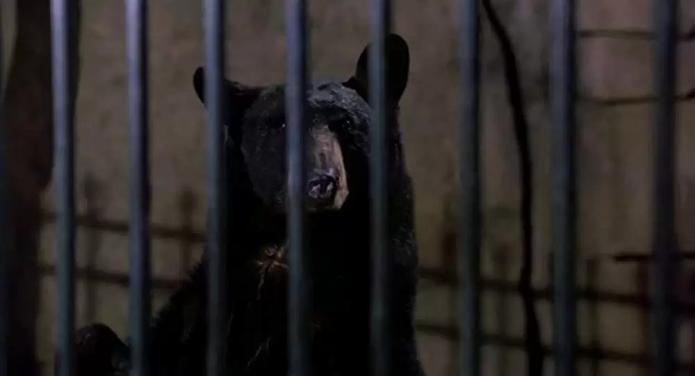 特殊部隊ウルフ・スクワッドの画像