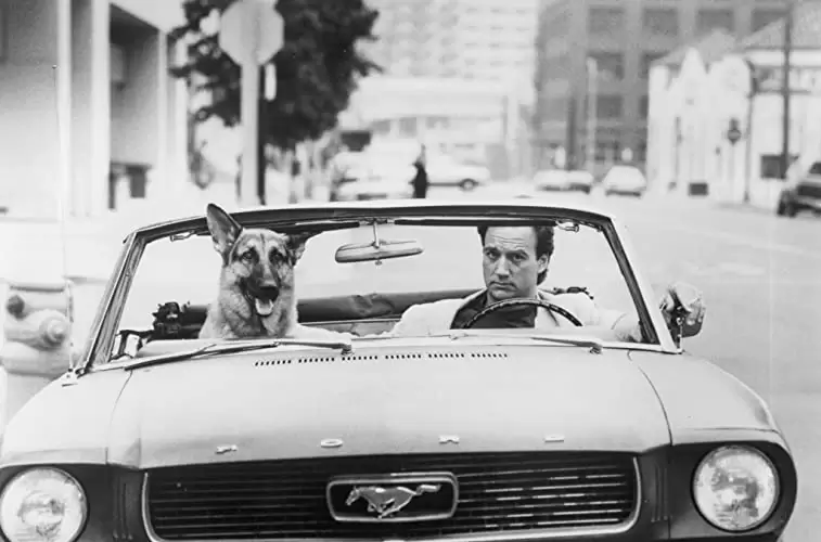 K-9／友情に輝く星の画像