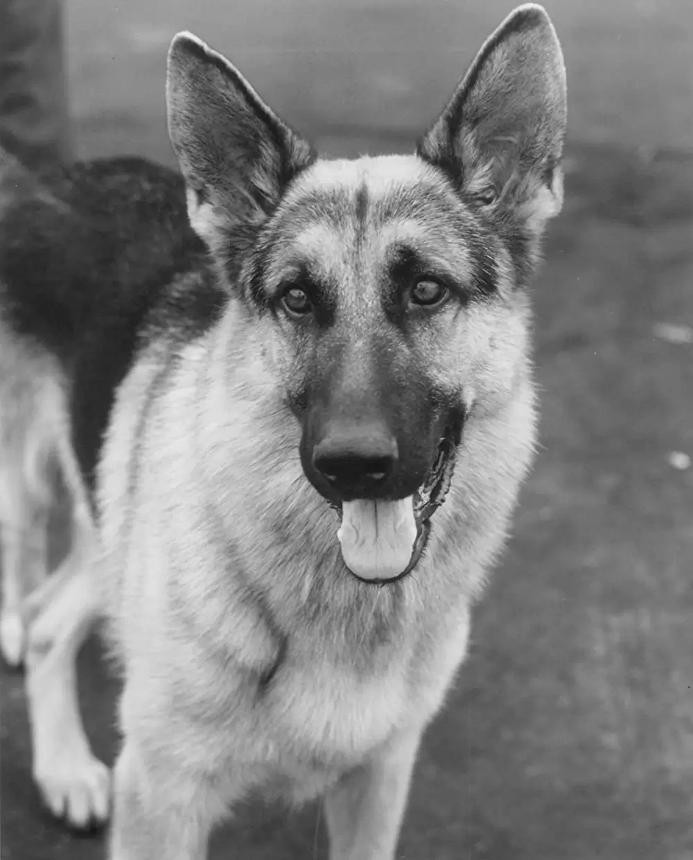 K-9／友情に輝く星の画像