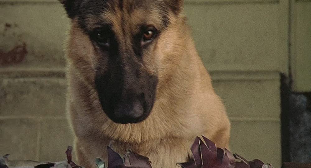 K-9／友情に輝く星の画像