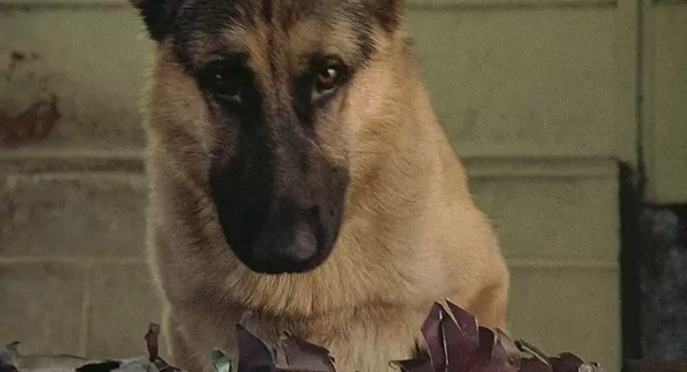 K-9／友情に輝く星の画像