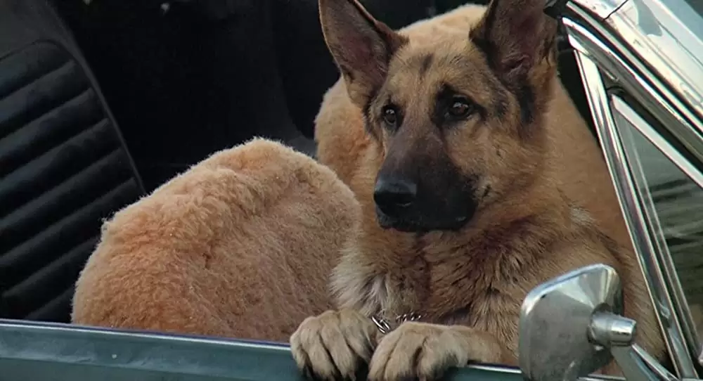 K-9／友情に輝く星の画像