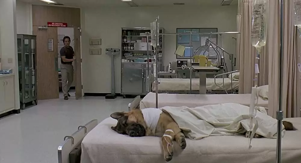 K-9／友情に輝く星の画像