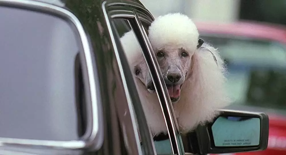 K-9／友情に輝く星の画像