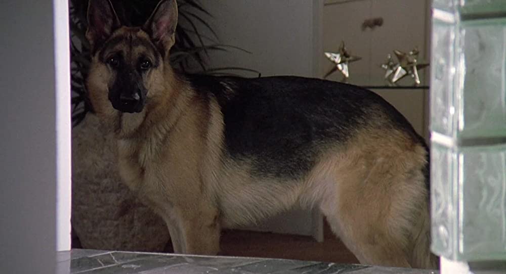 K-9／友情に輝く星の画像