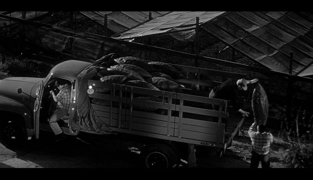 ボディ・スナッチャー/恐怖の街の画像